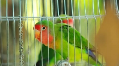 Decât hrănirea unui papagal de dragoste care mănâncă dragoste